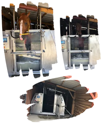 La balnéothérapie pour les chevaux au Haras de Ligny