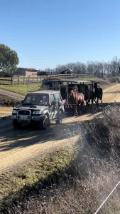 Pré entraînement des chevaux sur le circuit du Haras du Ligny dans le Gers
