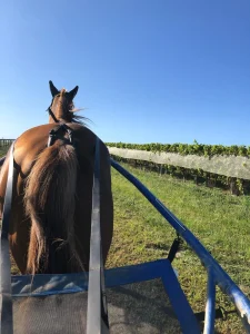 Course à cheval dans les vignes du domaine de Ligny