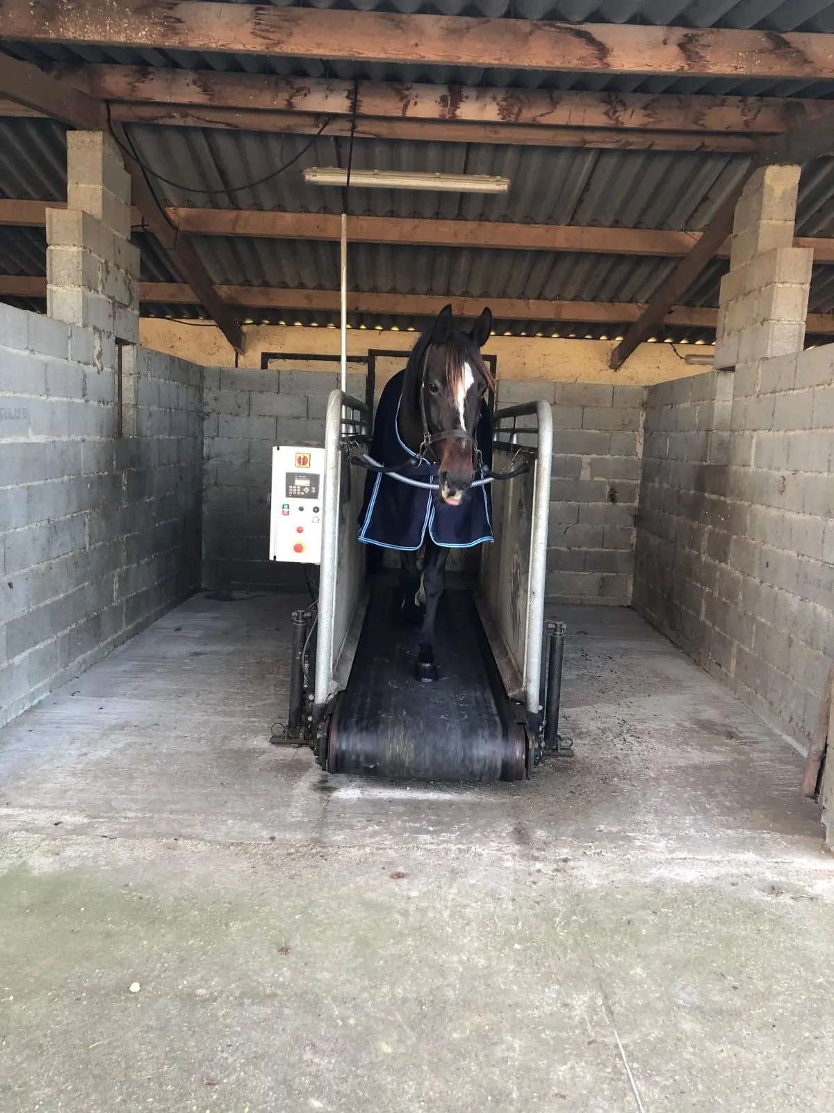 Photo d'un cheval entrain de faire du tapis roulant au Haras